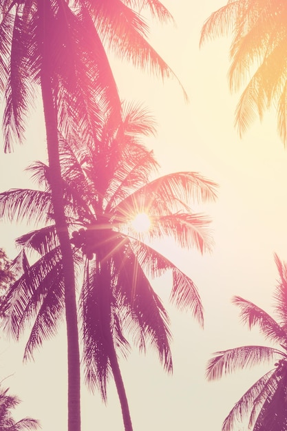 Tropical palm coconut trees on sunset sky flare Background image