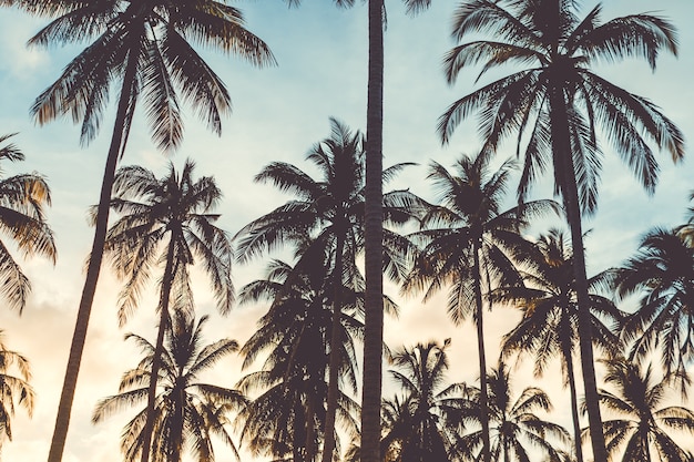 Tropical palm coconut trees on sunset sky flare and bokeh nature background.