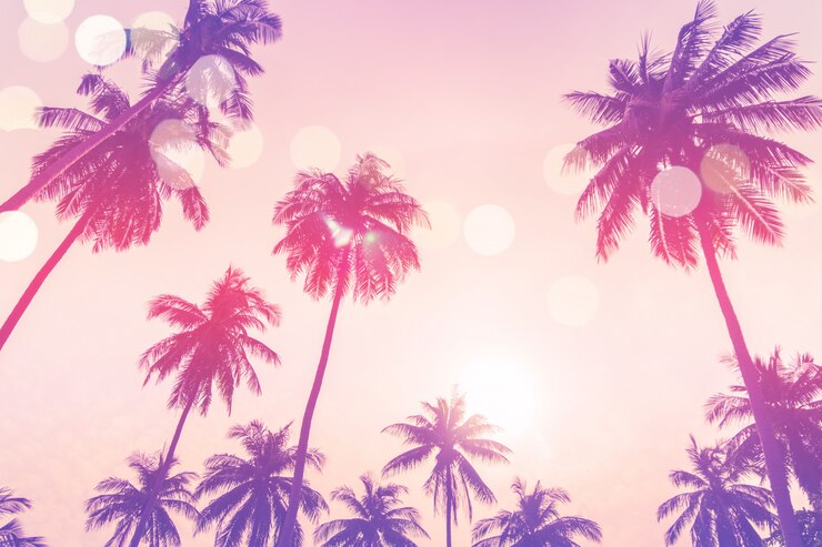 Tropical palm coconut trees on sunset sky.