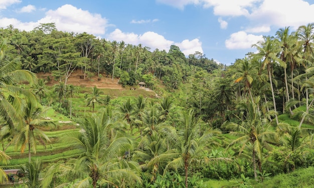 tropical palm forest jungle