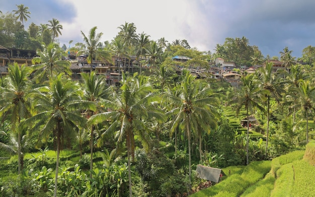 Giungla tropicale della foresta di palme