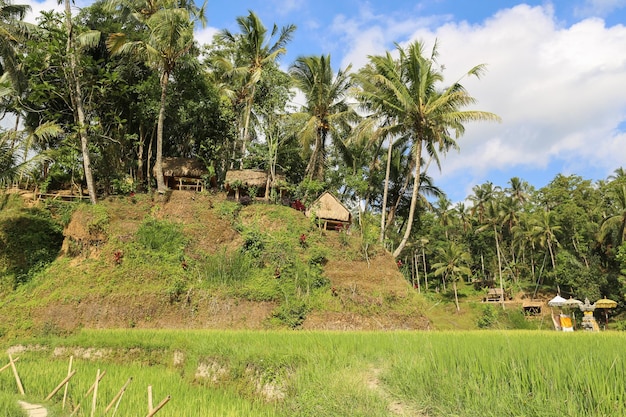 tropical palm forest jungle