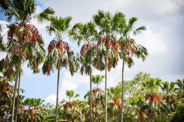 Tropical palm garden in the park with palm fruit on tree growing and sky  