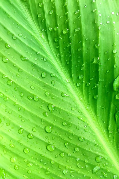 Tropical palm green leaf in drops of water