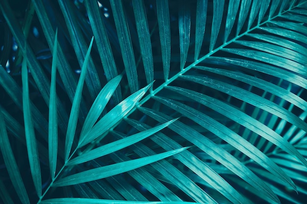 Tropical palm leaf abstract texture background