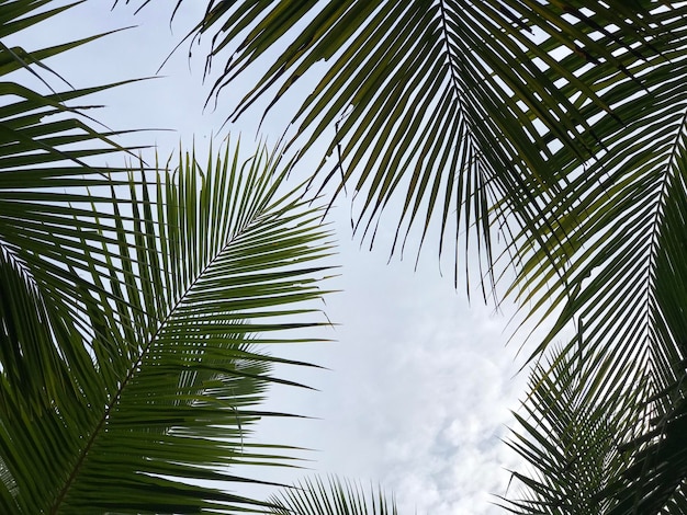熱帯のヤシの葉の背景のクローズアップココナッツヤシの木の透視図