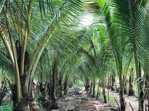 Palma tropicale sfondo foglia di cocco primo piano palme da cocco