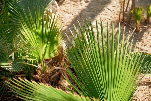 Tropical palm leaf background in the sun