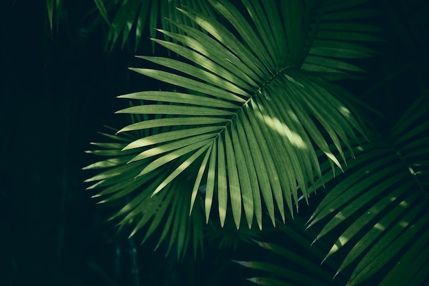 Tropical palm leaf, dark green nature background