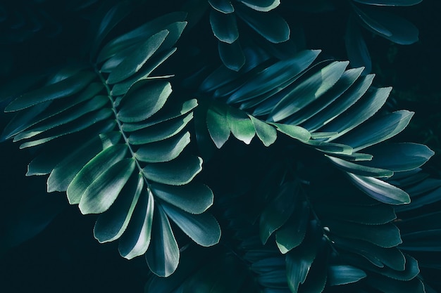 Tropical palm leaf, dark nature background