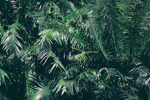 Tropical palm leaf, dark nature background