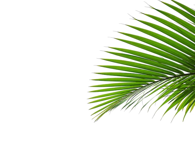 Tropical palm leaf isolated on white background