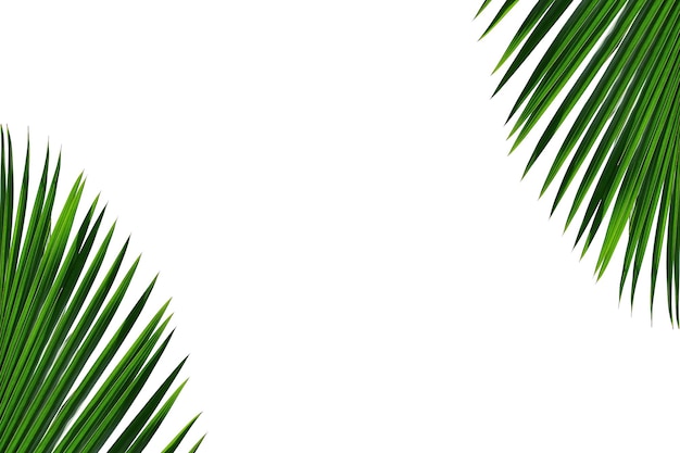 tropical palm leaf isolated on white background