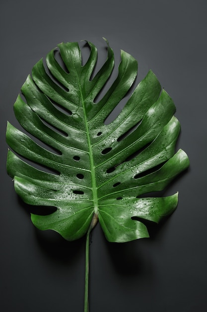 Photo tropical palm leaf monstera on black. abstract pattern for design.