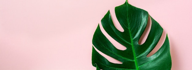 Tropical palm leaf of monstera on pink surface with copy space