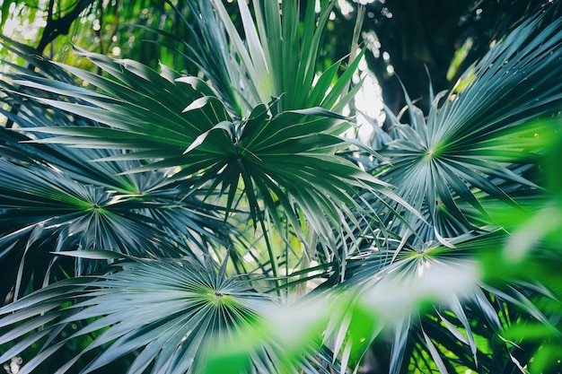 tropical palm leaf in rainforest