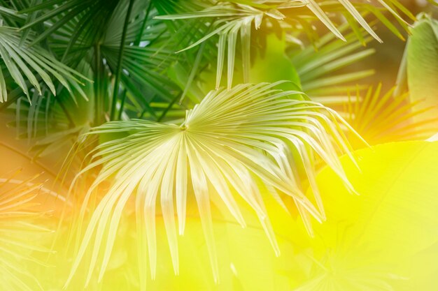 Tropical palm leaf in the sun Floral exotic background