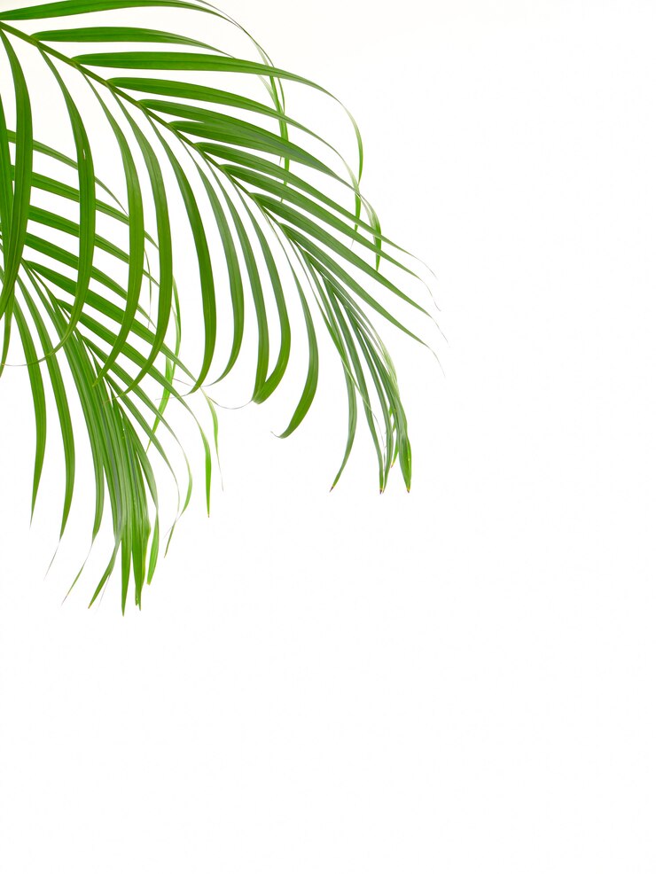 Photo tropical palm leaf on white background