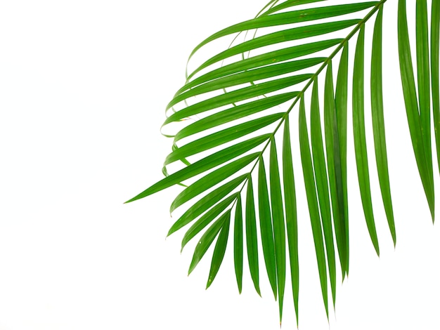 Tropical palm leaf on white background