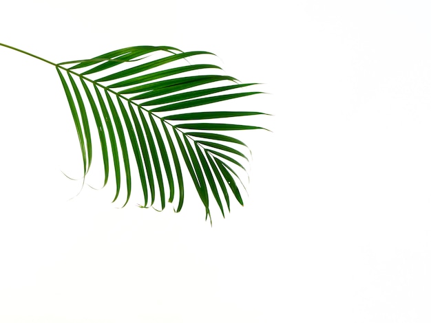 Тропический пальмовый лист на белом фоне