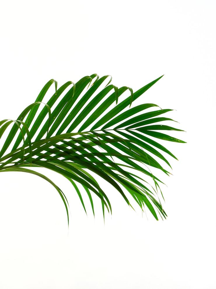 Photo tropical palm leaf on white background