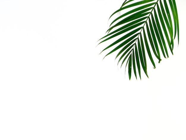 Tropical palm leaf on white background