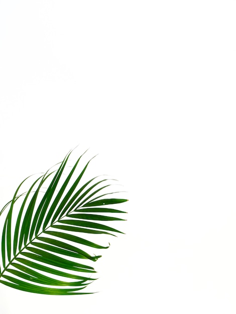 Tropical palm leaf on white background