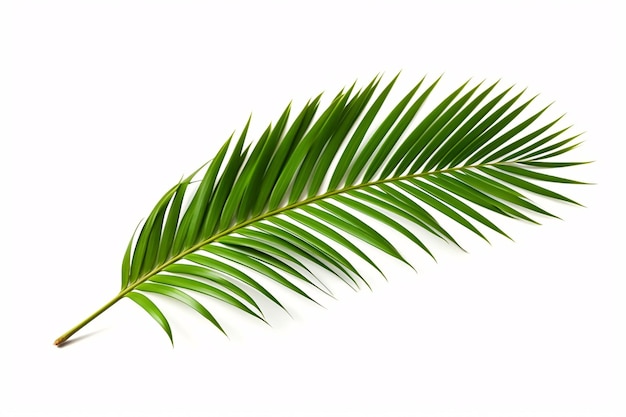 Tropical palm leaf on white