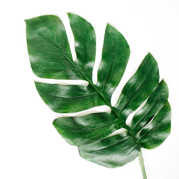 Tropical palm leaf