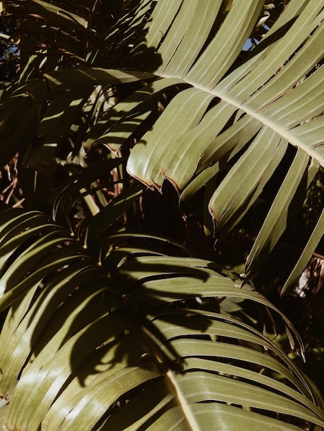 Tropical palm leafs close up bush