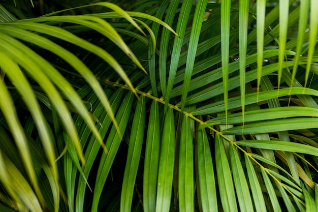 Foto sfondo di foglie di palma tropicale