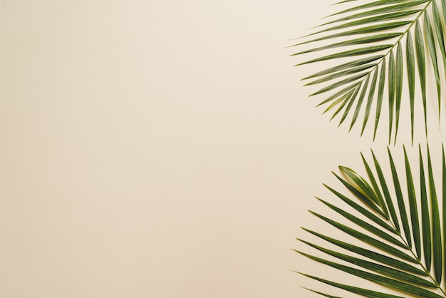 Tropical palm leaves on beige background