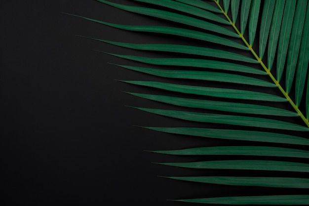 Tropical palm leaves on black color background.