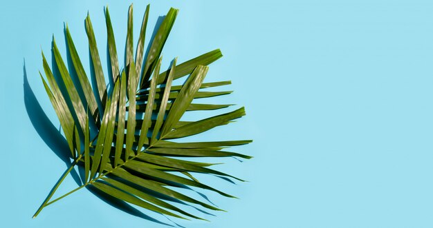 Tropical palm leaves on blue background. Enjoy summer holiday concept.