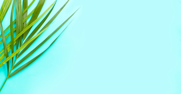 Tropical palm leaves on blue background.