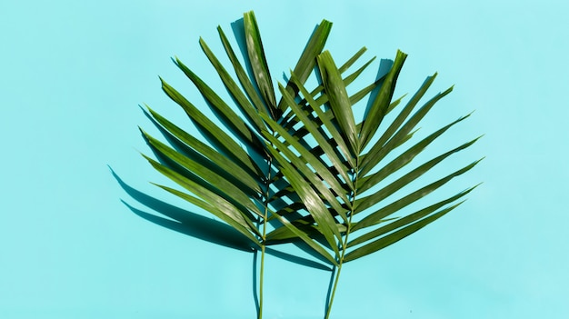 Tropical palm leaves on blue background.