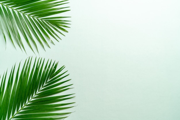 Tropical palm leaves on color background