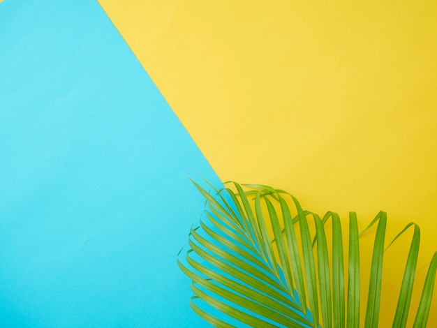 Tropical palm leaves in color background