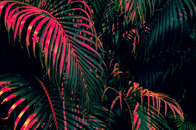 Photo tropical palm leaves dark nature background