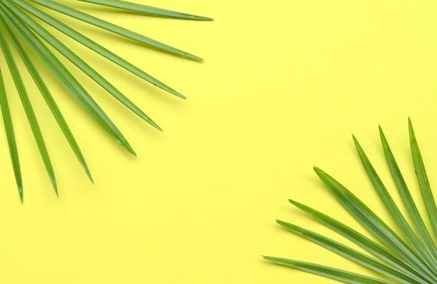 Tropical palm leaves frame on yellow background