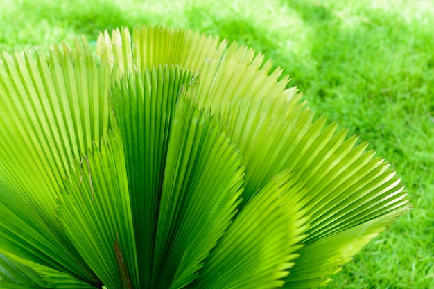 熱帯のヤシの葉、緑の花柄の背景。