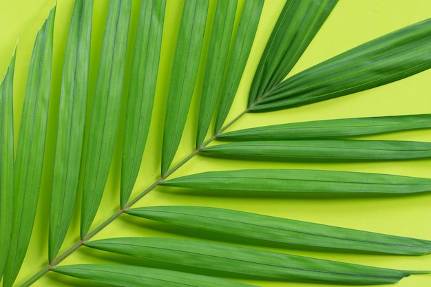 Тропические пальмовые листья на зеленой поверхности