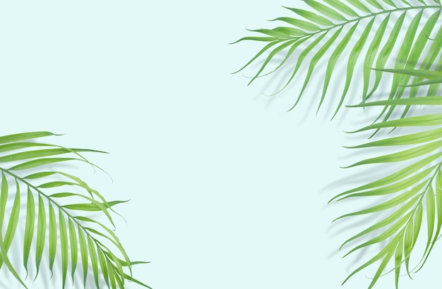 Tropical palm leaves on light blue background. 