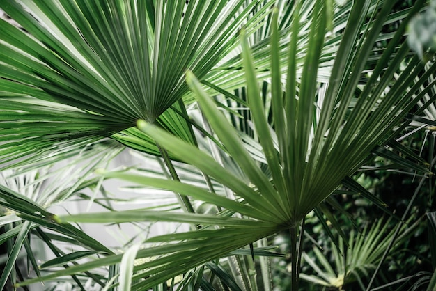 Тропические пальмовые листья пышная зеленая листва фон летний пляж фон