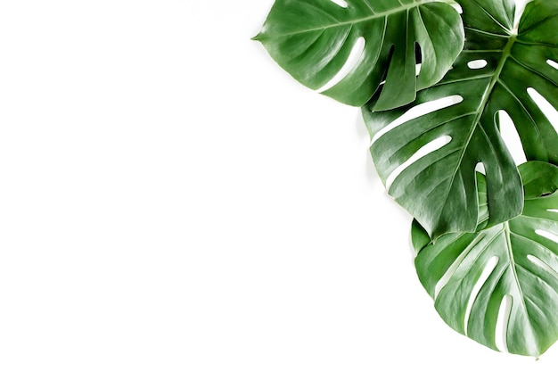 Tropical palm leaves monstera on white background flat lay top view