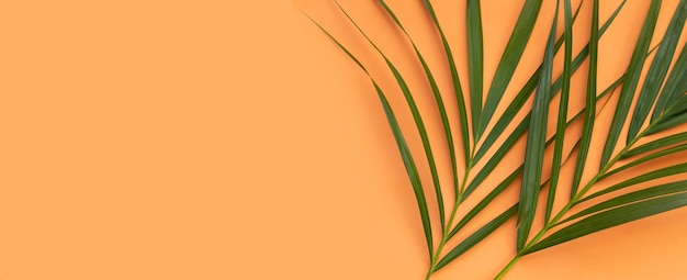 Tropical palm leaves on orange surface