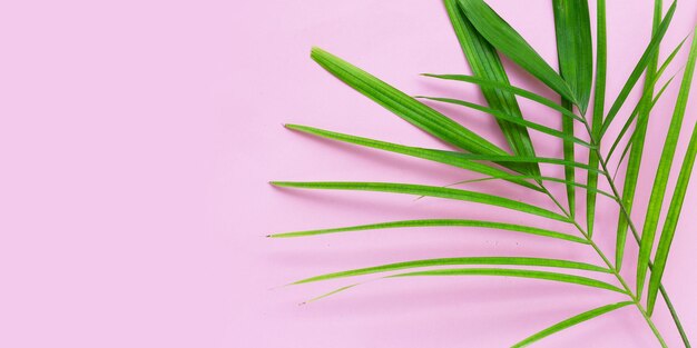 Tropical palm leaves on pink background. Summer background concept