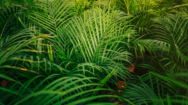 Tropical palm leaves seamless pattern background