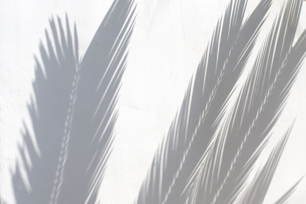 Tropical palm leaves shadows on white wall textured background. Summer trendy concept.