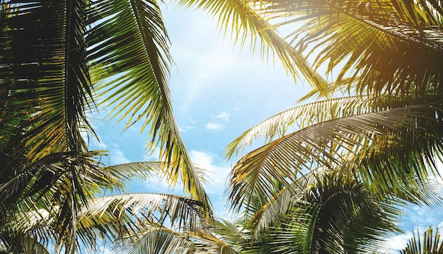 空の背景に熱帯のヤシの葉ヴィンテージトーンの夏の背景コンセプト